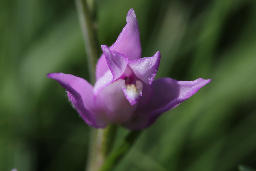 Red Helleborine - Cephalanthera rubra by Björn S.