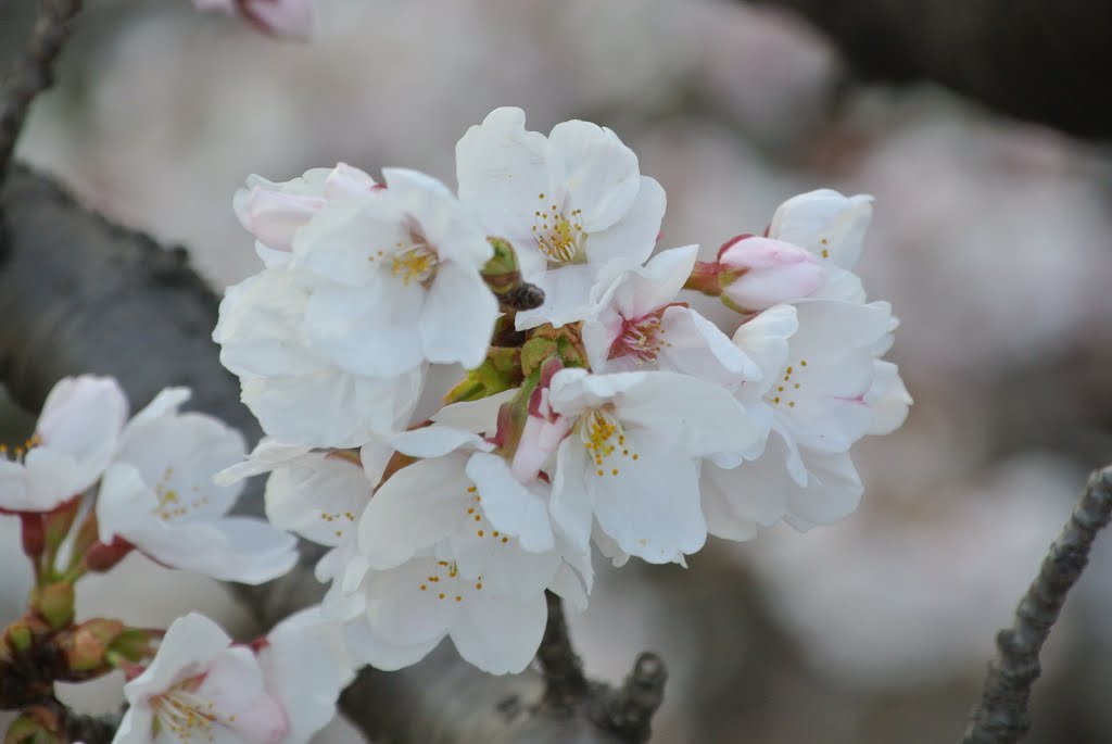 Oharano Higashisakaidanicho 2-chome, Nishikyo Ward, Kyoto, Kyoto Prefecture 610-1143, Japan by Nastassja Nakszynski