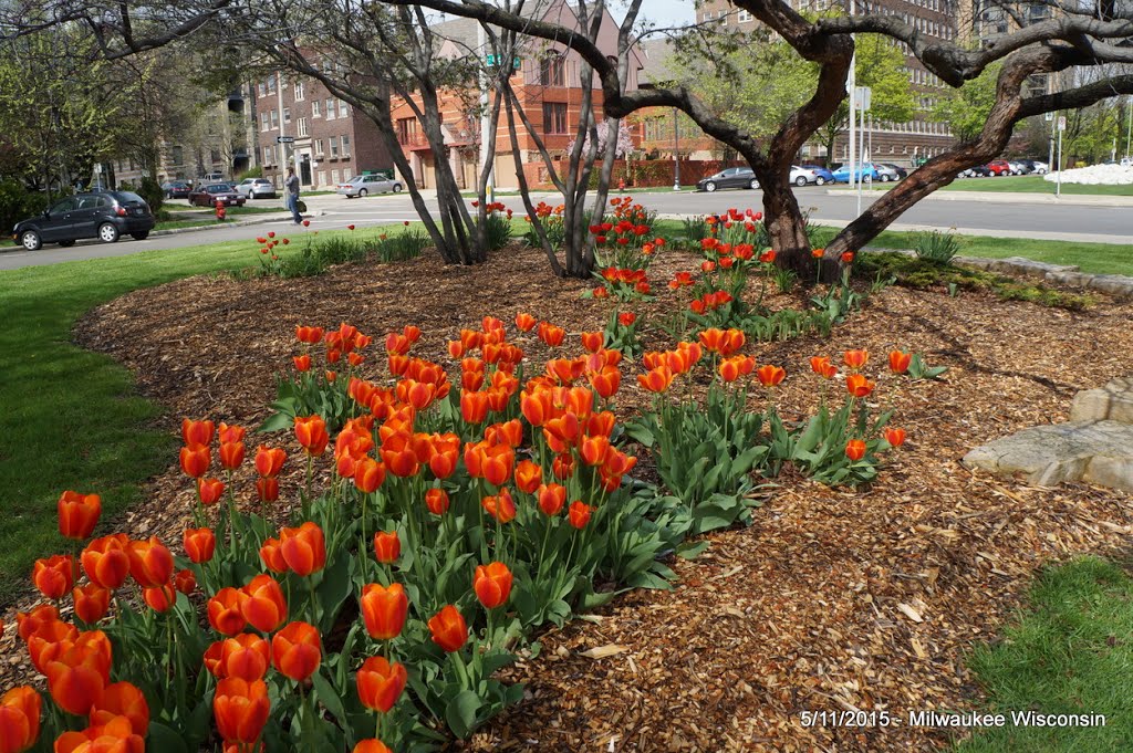 Orange Tulips On E. Kilbourn Avenue by James Asbury