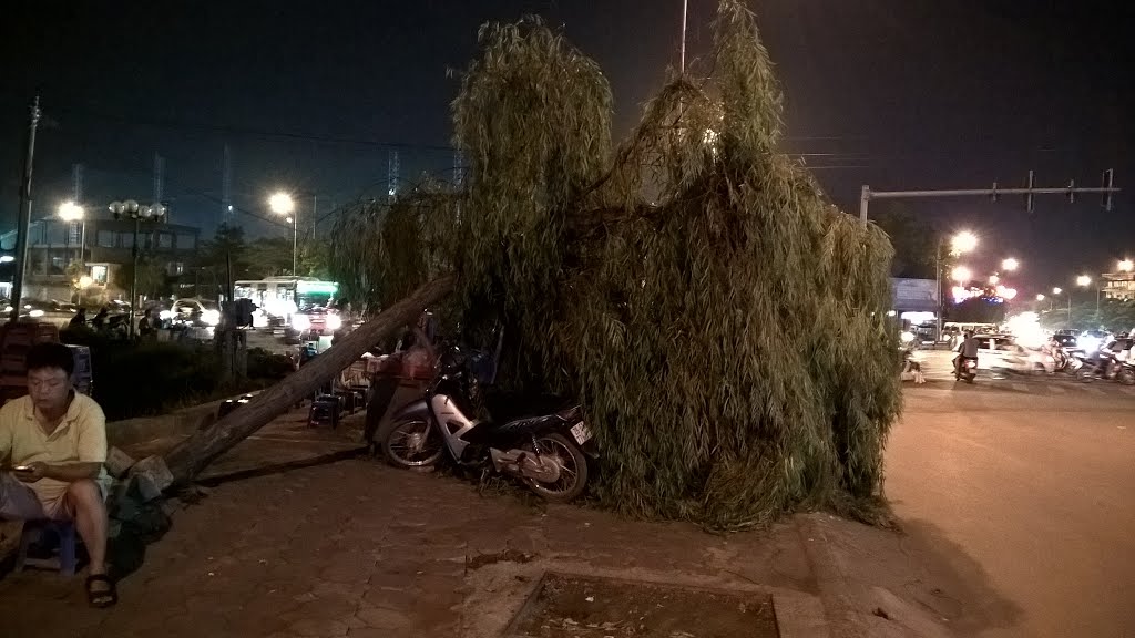 Cây đổ (không có gỗ nên chả ai thèm đến dọn như xà cừ) by Earl Grey