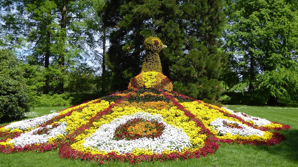 Konstanz : Blumeninsel Mainau.Stolzer Schwan, ist auch von hinten schön. 08.05.2015 by Manfred Nowag