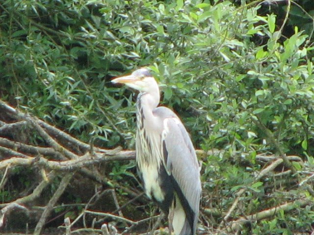 Heron du marrais de bonance by mick.d