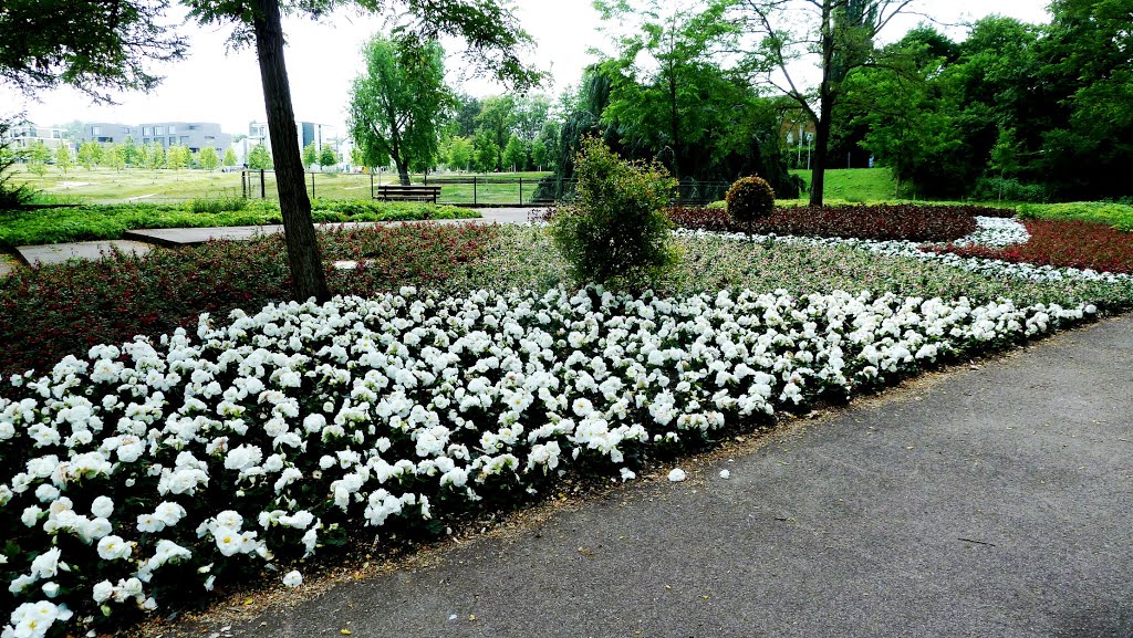 Stuttgart: Killesberg (Höhenpark); Blumenrunde T2015-06-11_1P 066 © http://www.fahidi.eu by Béla Fahidi