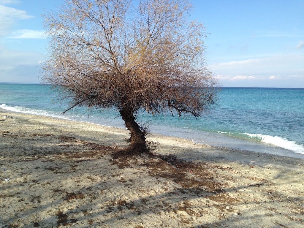 Tree on Beach by IvanBoda