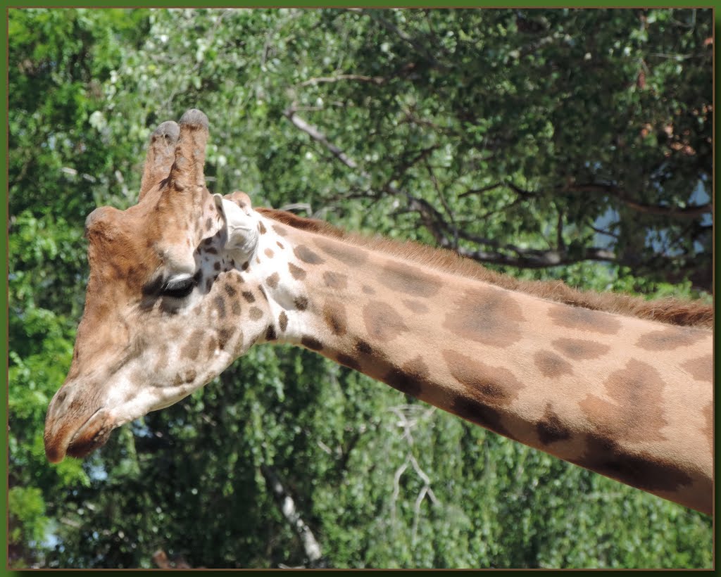 Zsiráf (Giraffa camelopardalis) by ✿ܓGy㋡ngyi ✿ܓ