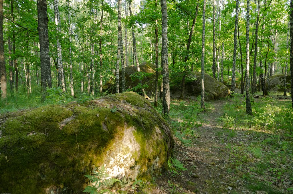 Olevs'kyi district, Zhytomyrs'ka oblast, Ukraine by Сергей