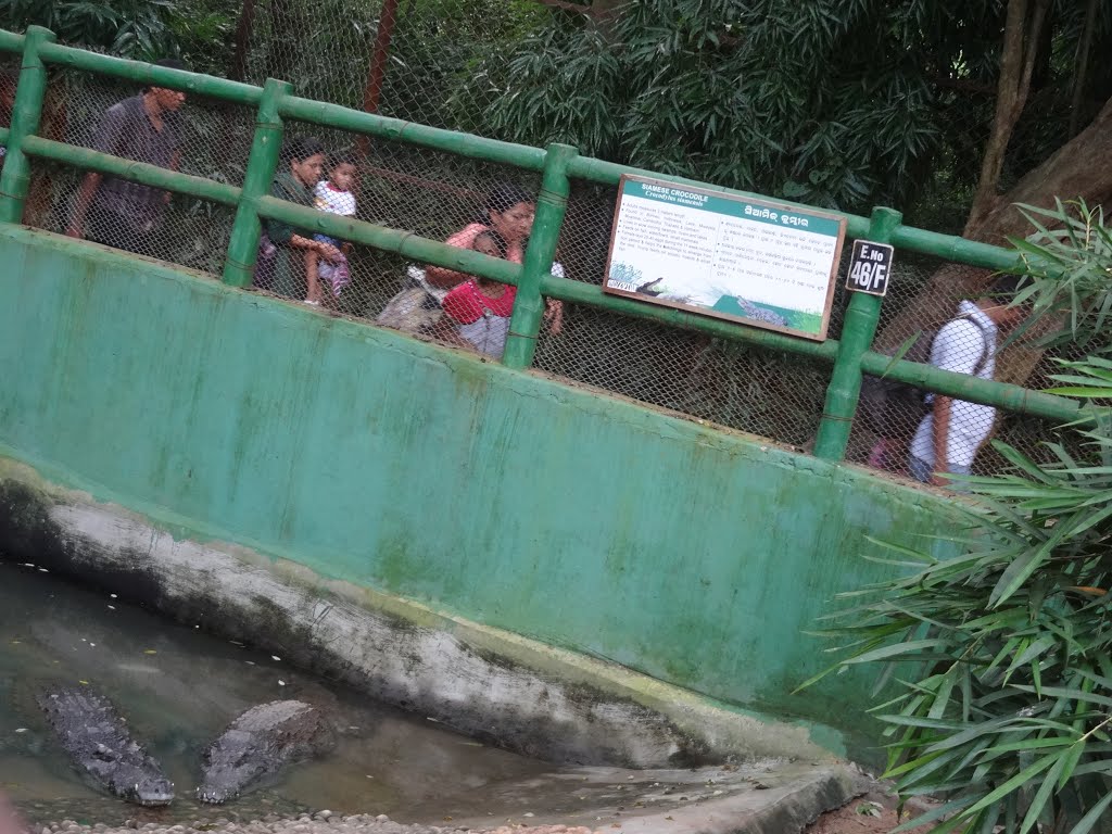 Crocodiles, Nandan Kanan Zoological Park, Bhubaneswar, Odisha by sban1998