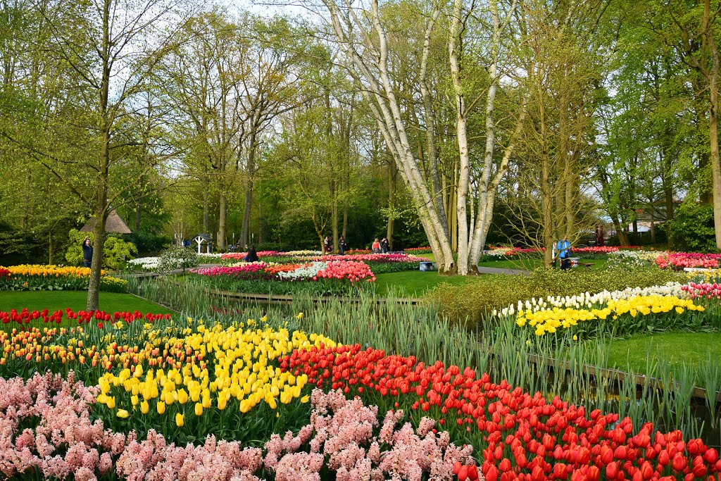 Keukenhof by Alexandru Velcea