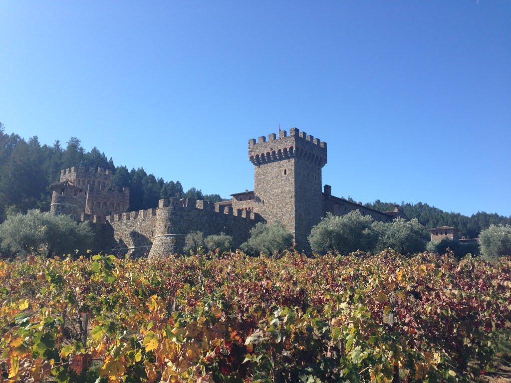 Napa Valley, CA, USA by Parimal Shah