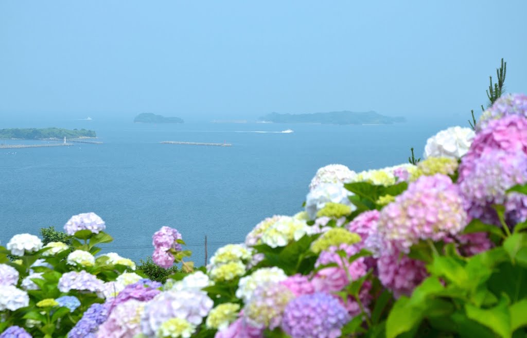 老の山公園の紫陽花 by gata rou (ガタロー)