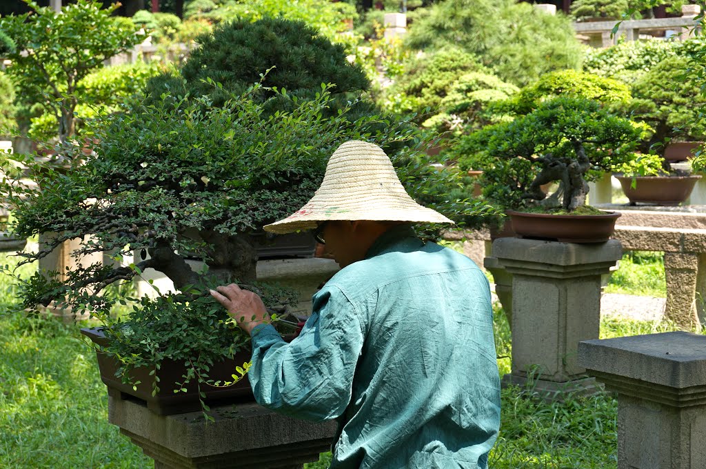 Il giardino dei Bonsai. Bonsai Garden. by Landi Paolo (brezza)