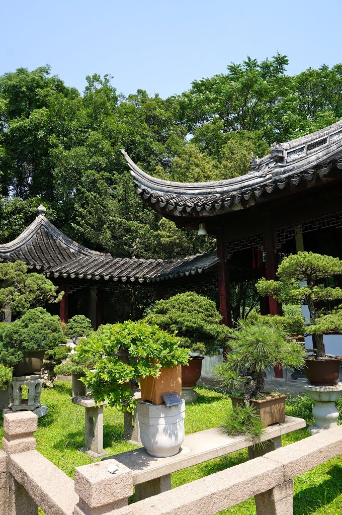 Il giardino dei Bonsai. by Landi Paolo (brezza)