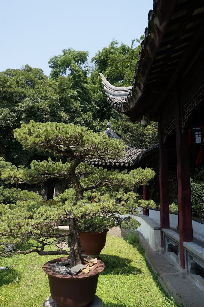 Il giardino dei Bonsai.The Bonsai Garden. by Landi Paolo (brezza)