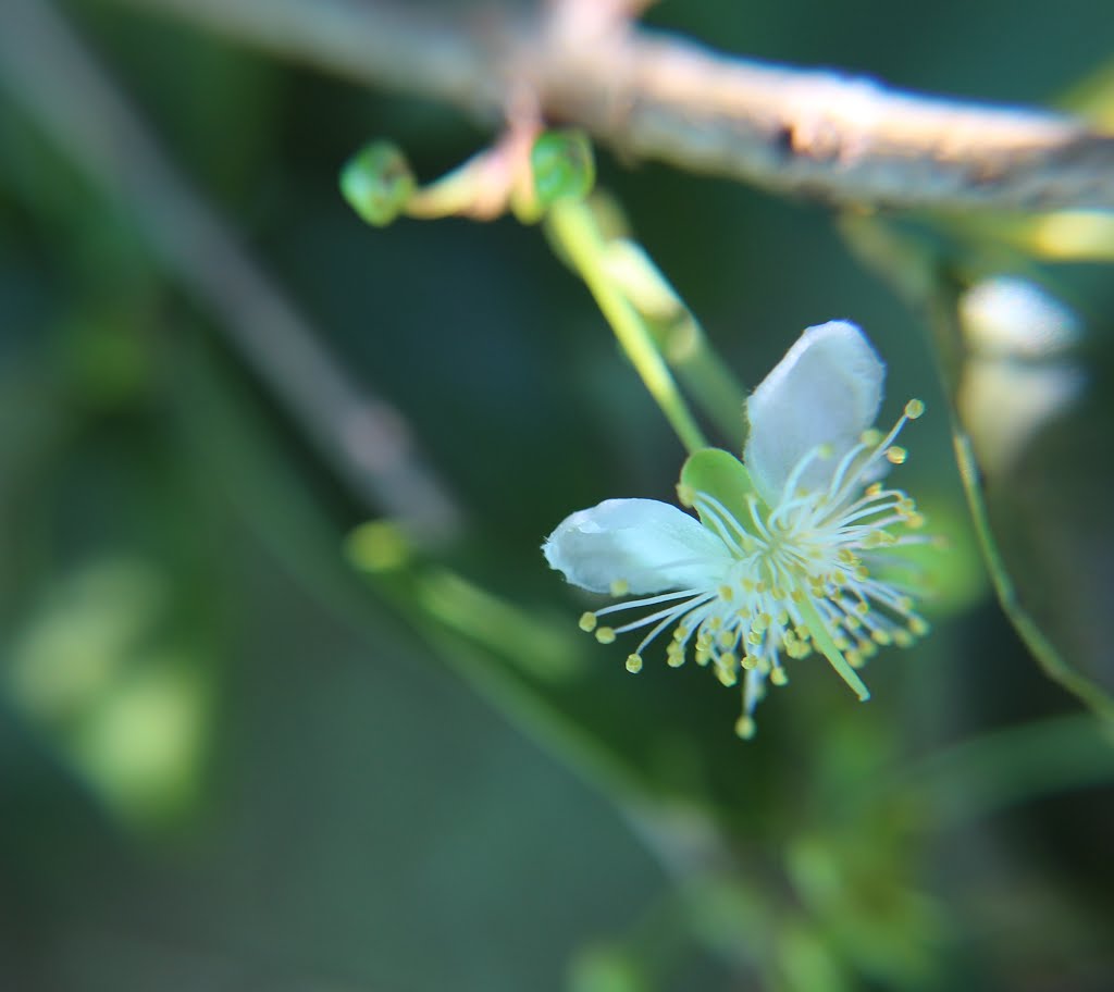 Flor de Pitangueira (Eugenia uniflora L.) by Zenório Piana