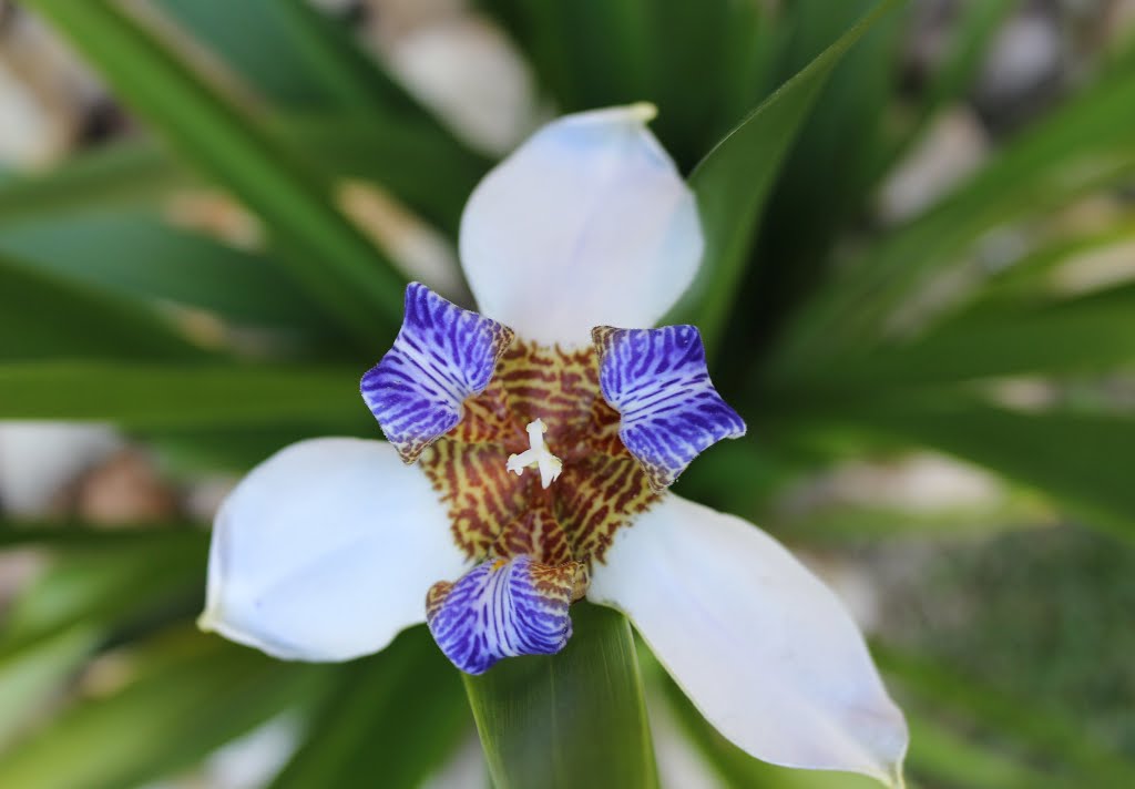 Flor de Jardim by Zenório Piana