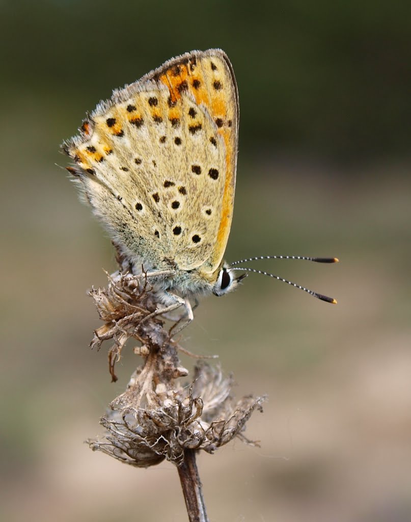 Lycaena tityrus bleusei by mundele.