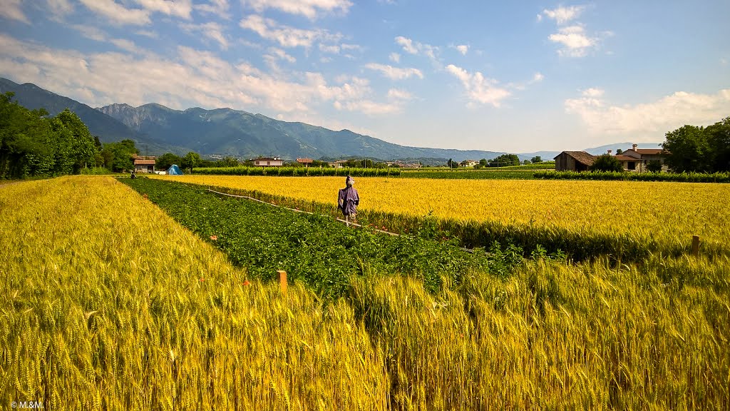 Giallo e verde 🌽🌿🌾🍃🌿 Yellow and green by maurodiotto & mara -…