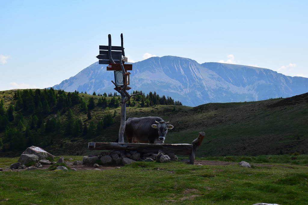 Sarntal, Province of Bolzano - South Tyrol, Italy by Werner Radmüller