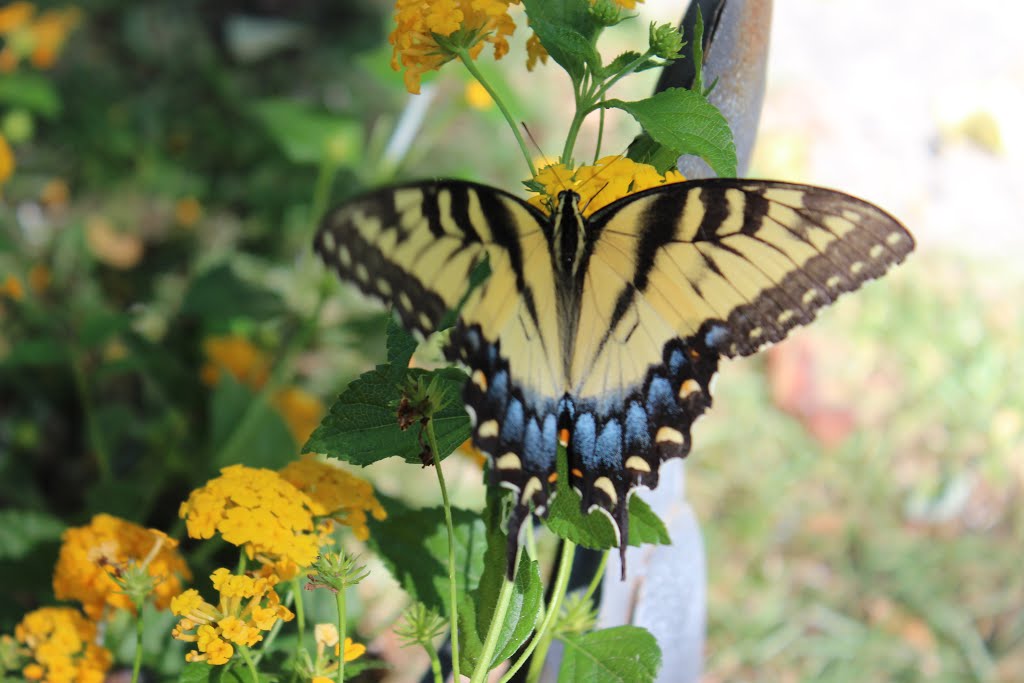 My favorite shot of this year's visit! the colorfull Swallowtail Butterfly! 2015 by Sarah O