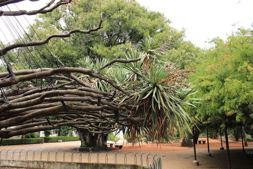 Jardim Botânico d'Ajuda, Lisboa, Portugal by Margarida Bico