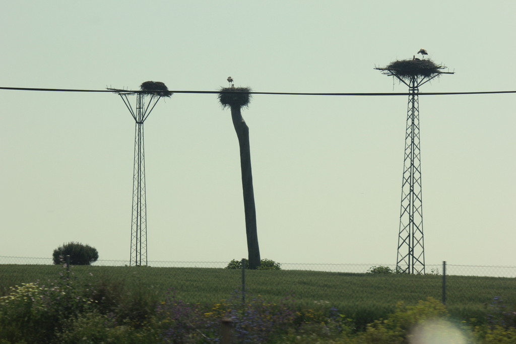 LA CAMPANA (SEVILLA) NIDOS DE CIGÜEÑA, JUNTO A LA AUTOVÍA DEL SUR by JOSE LUIS OROÑEZ