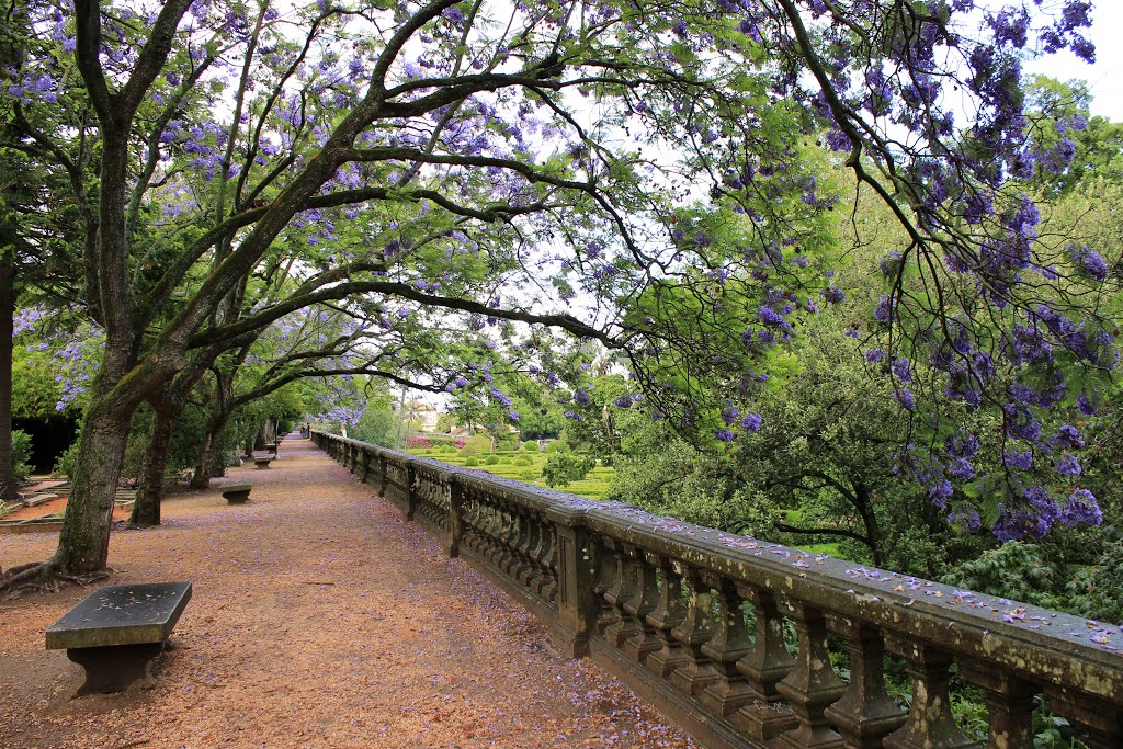 Jacarandás em flor no Jardim Botânico d'Ajuda, Lisboa, Portugal by Margarida Bico