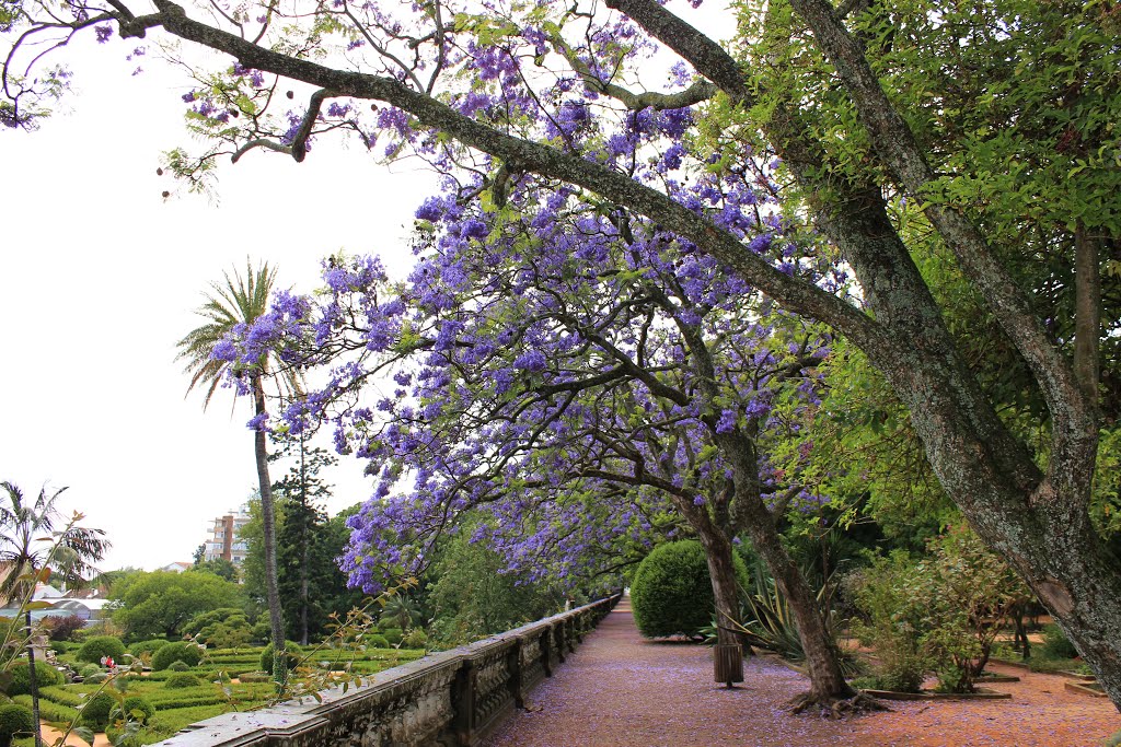 Jacarandás em flor no Jardim Botânico d'Ajuda, Lisboa, Portugal by Margarida Bico