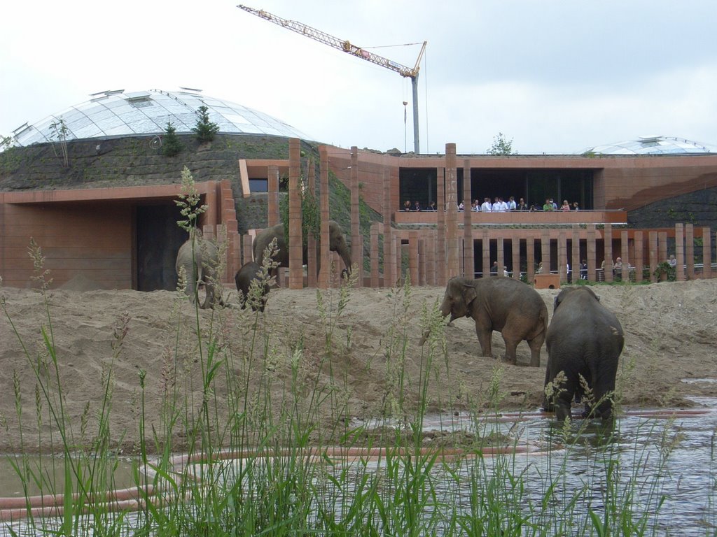 The new elephant enclosure on opening day by Kinne Bassett