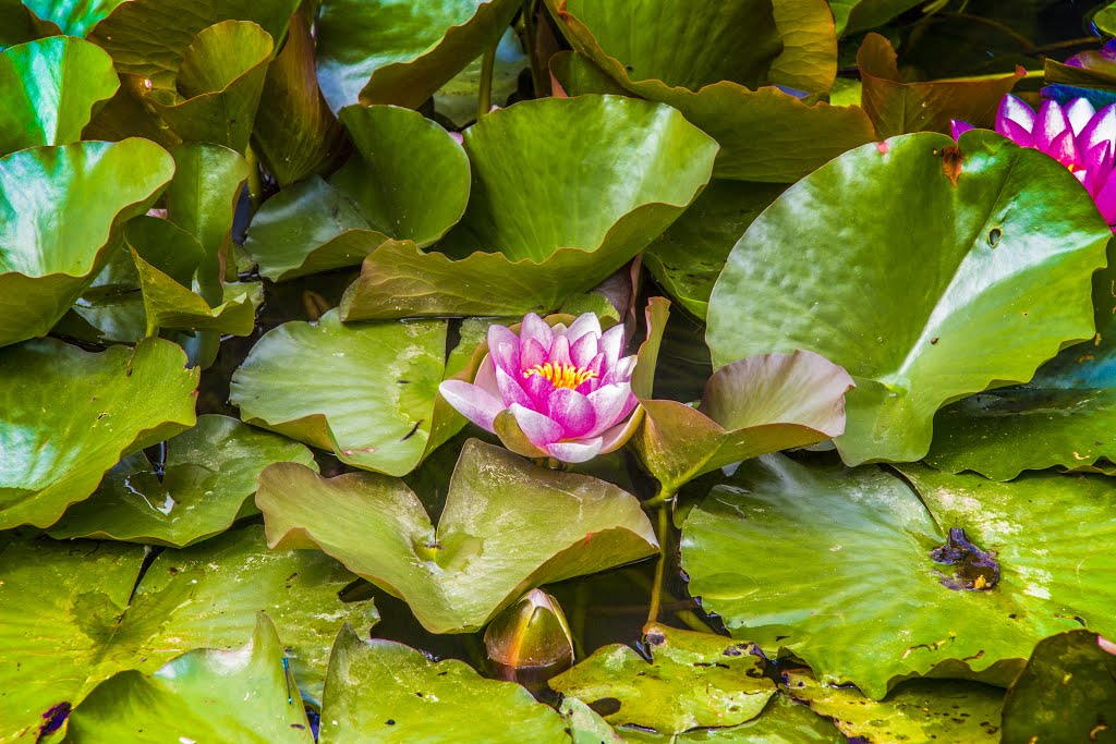 Seerose im Westfalenpark by Swisstec93