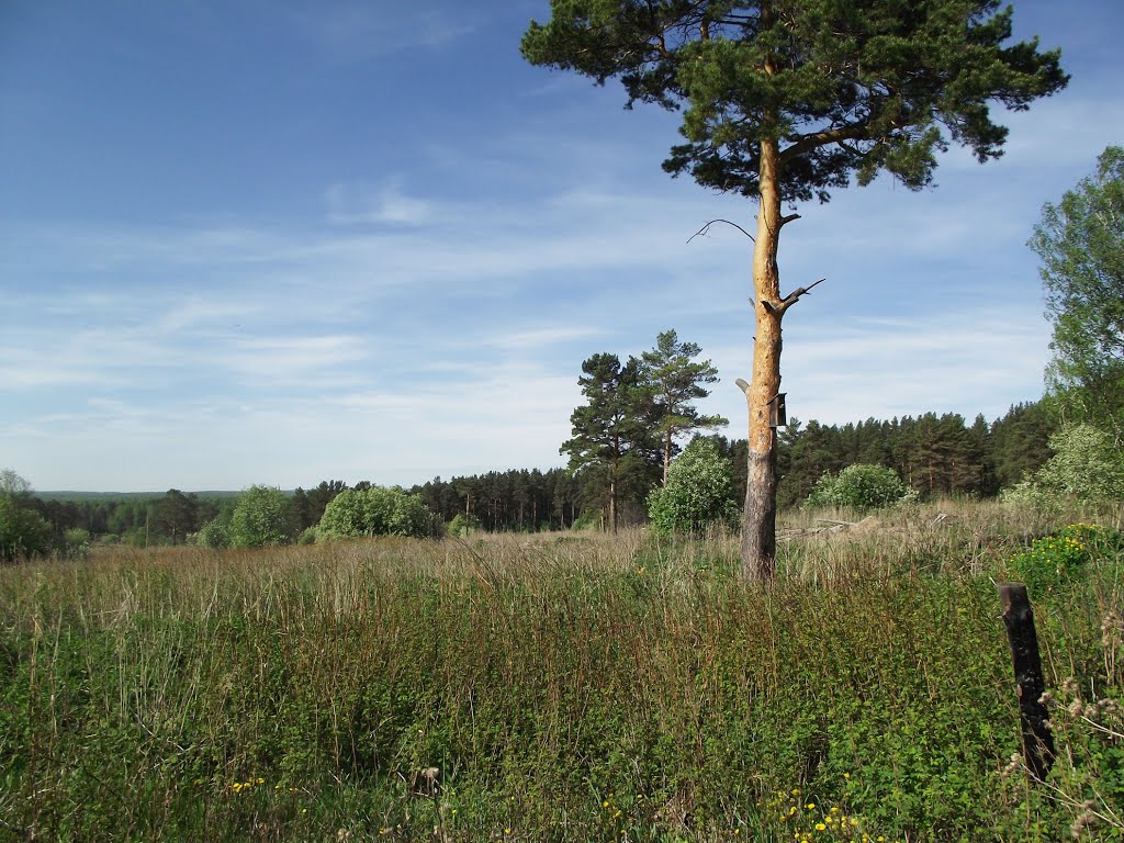 Kamenushka, Kemerovskaya oblast', Russia, 652775 by Andy Psyandr