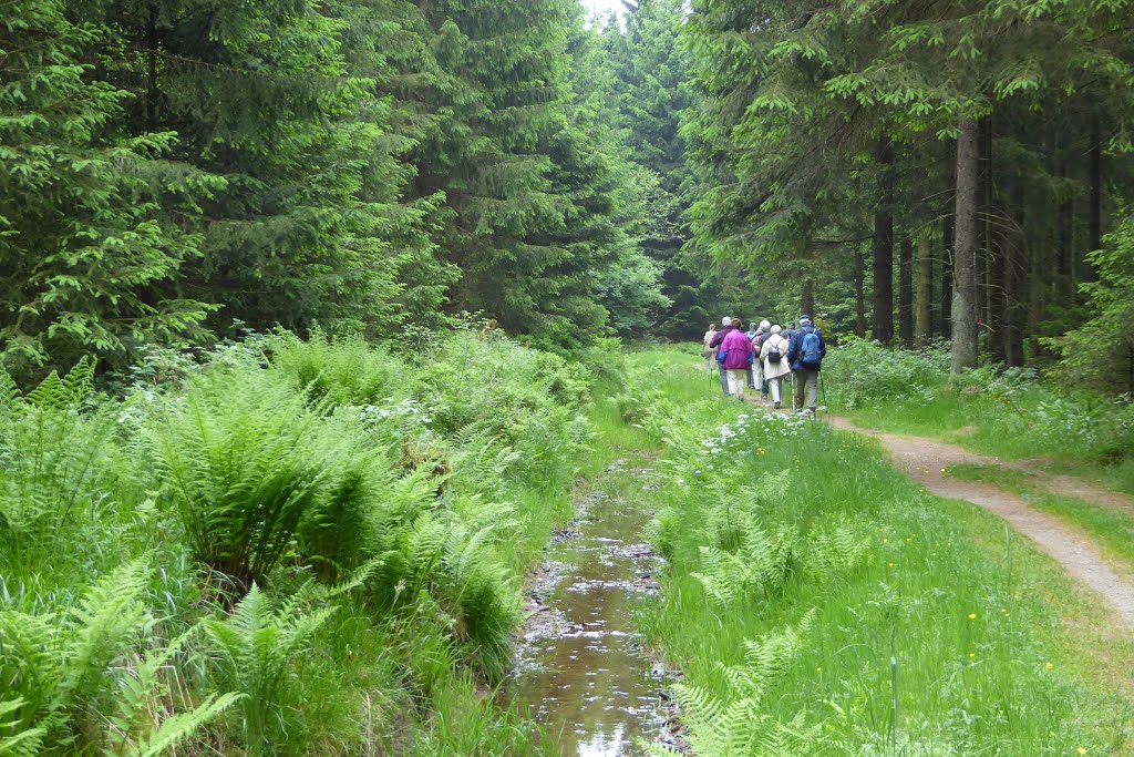 Harz - Oberer Schalker Graben by Wolfgang Spillner