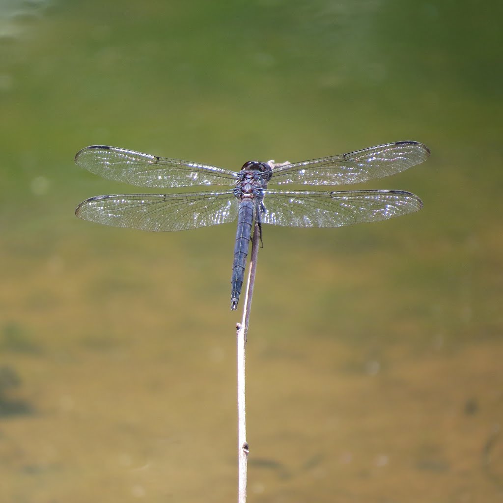 Swift long-winged skimmer by Ronald Losure