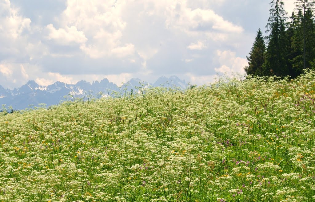 Seefeld - Montagne et alpages by C- CHRIS