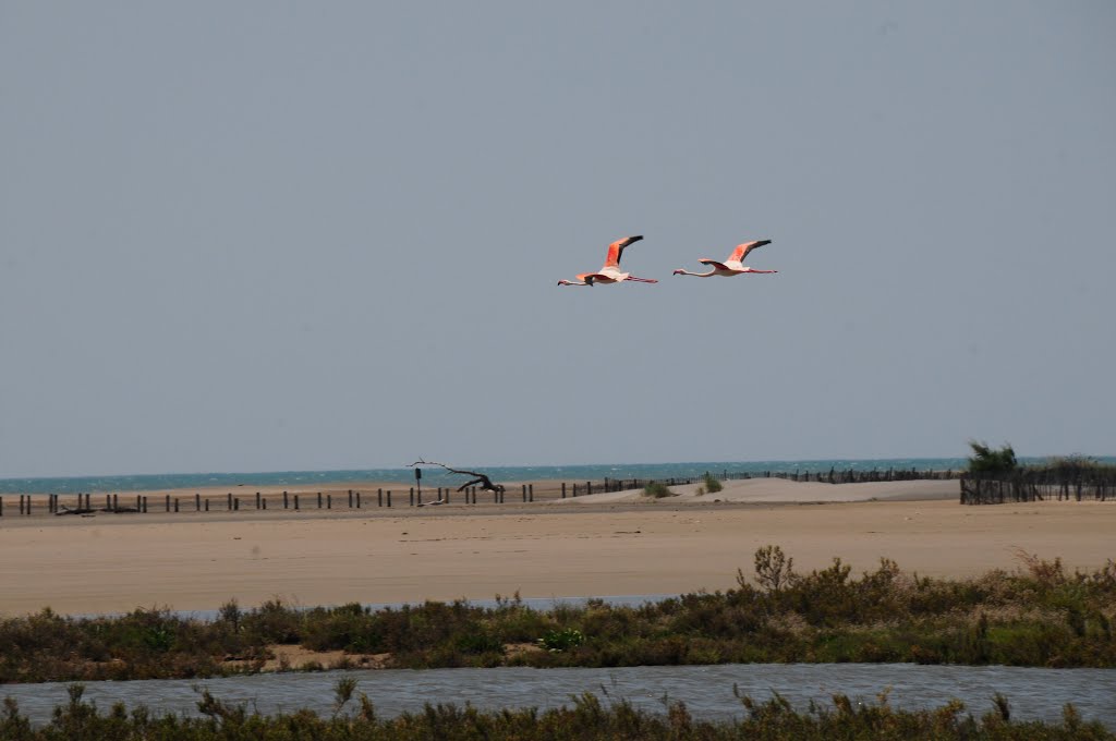 Flamiingo's starting to fly over the dunes at the Mediterranean Sea in the background by Henk Monster