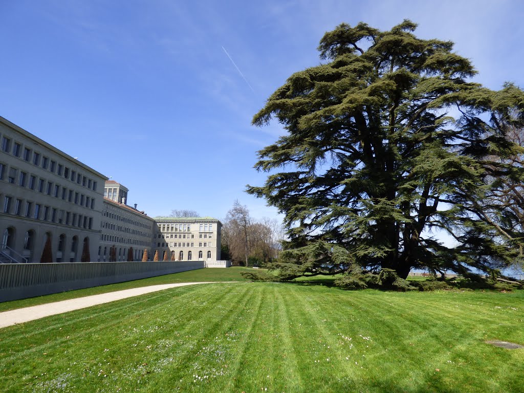 Parc public de l'OMC/WTO Geneva, Switzerland. ( Cedrus libani ). by duchmurz