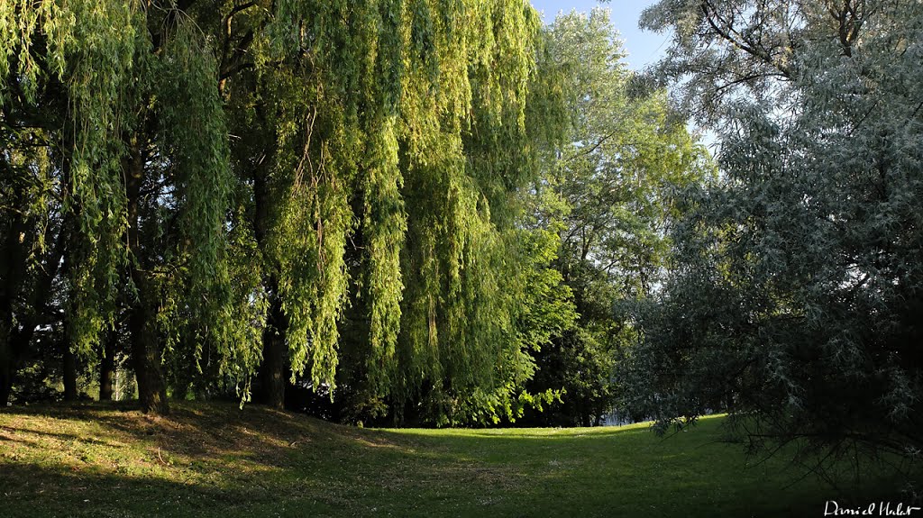 Aménagement paysager du rond point Saint Ghislain - 160615 - by Daniel Herlent