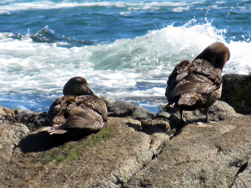 Fortunes Rocks by Teresa Chrzanowski F…