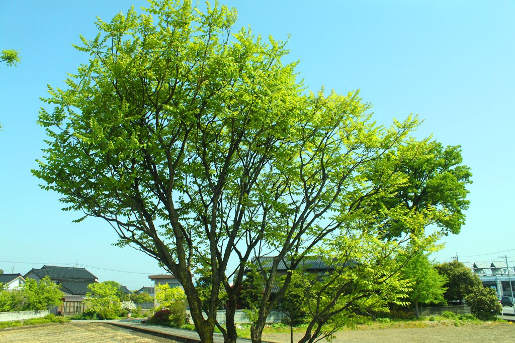 Ninagawa, Toyama, Toyama Prefecture 939-8222, Japan by quanphe ngoduc