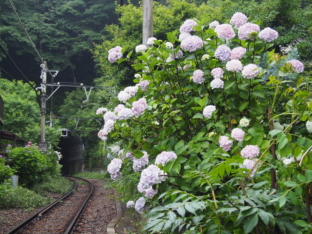 Sakanoshita, Kamakura, Kanagawa Prefecture 248-0021, Japan by 小西天