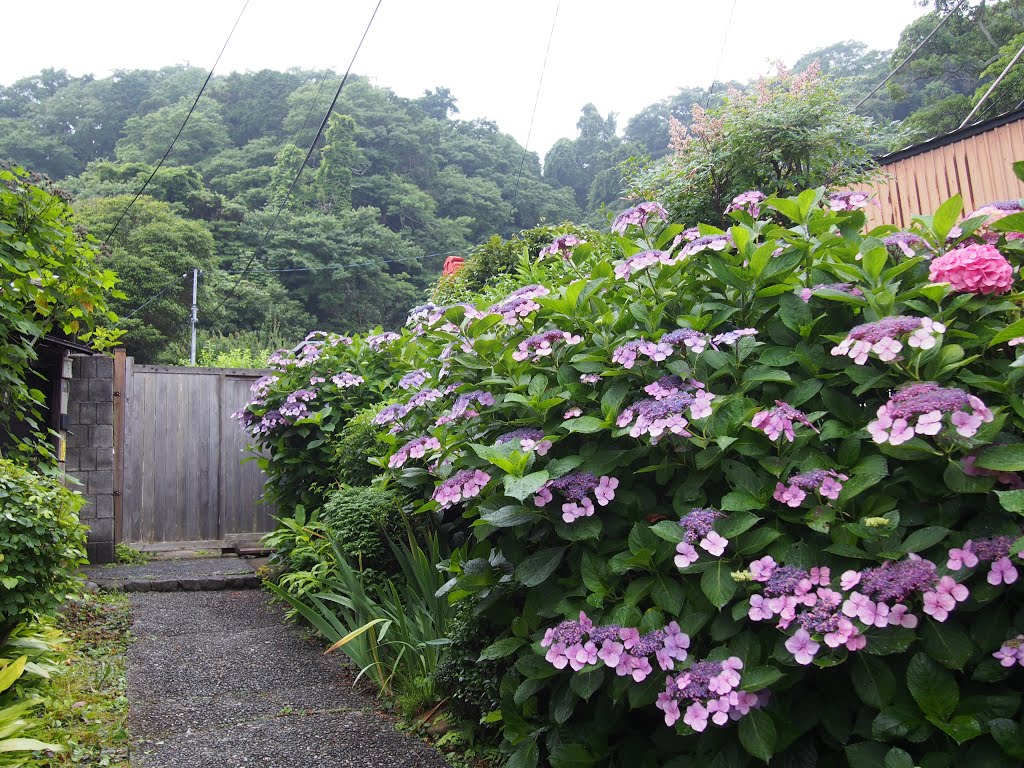 Sakanoshita, Kamakura, Kanagawa Prefecture 248-0021, Japan by 小西天