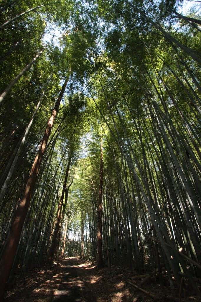 20150305　野田市木野崎の竹林を抜ける道 by rerereno-ozi3