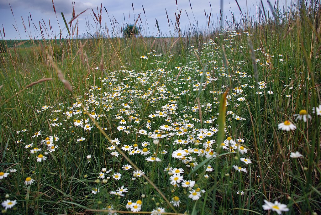 Flowery meadows by Anthony Skotia