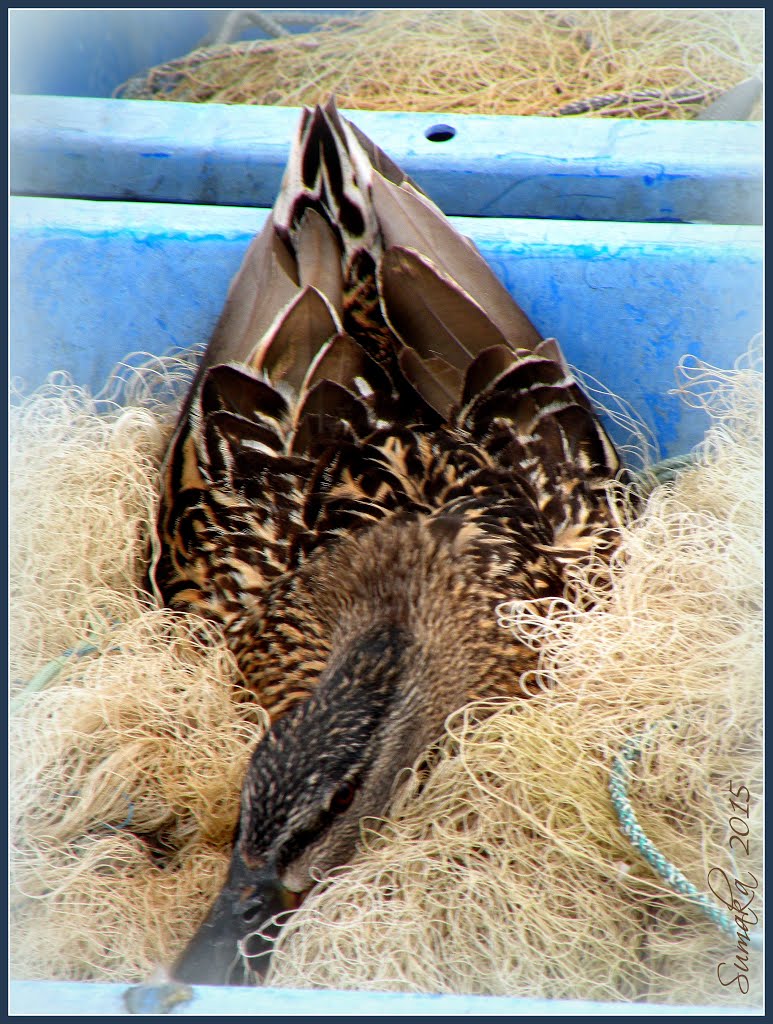 Mallard, fem. (Anas platyrhynchos) by Spacebug