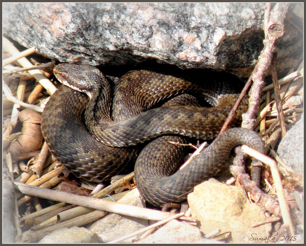 European adder (Vipera berus) 4. by Spacebug