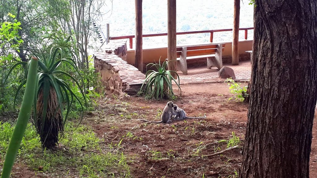 Monkeys at play in the camp by Frank Taylor