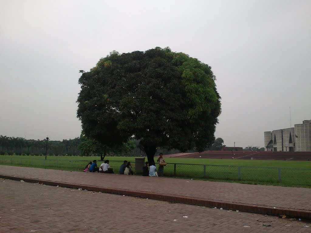 Mystical Mango Tree by Zareef Hasan