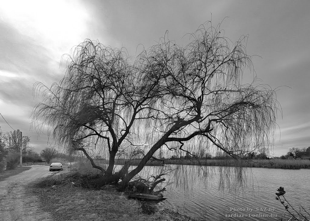 Danube at Ráckeve - Soroksár ('RSD') riverside - Dunaharaszti P2060079-0082 Panorama-3 by A. Zoltán Sárdi (pho…