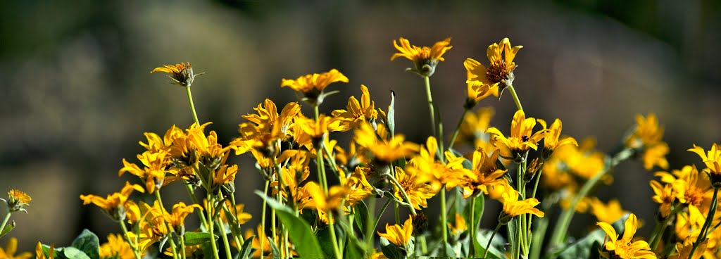 Lassen Flora by Hank Hansen