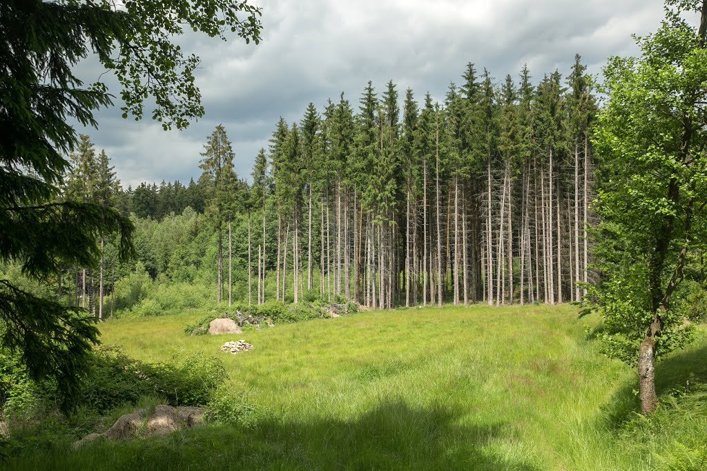 Langholz by Horst Reisinger