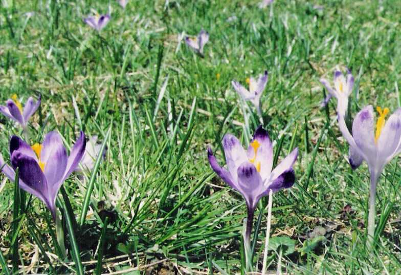 Crocuses in Chochołowska Valley, Poland by richard013